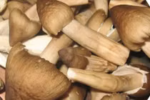 Chợ miền Tây, 1,5 triệu đồng/kg nấm mối vẫn không đủ bán 