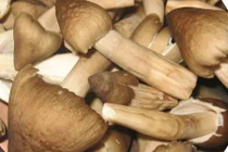 Chợ miền Tây, 1,5 triệu đồng/kg nấm mối vẫn không đủ bán 