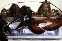 Cận cảnh tôm hùm Canada đang gây sốt ở Hà Nội