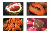 Lạ mắt những loại quả ruột đỏ khiến chị em phát sốt