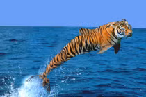 Cười vỡ bụng hình ảnh hổ báo cực ảo vì công nghệ photoshop