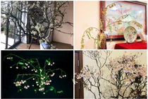 Cành cây lạ xưa bỏ đi, nay thành hàng hiếm... giá chát 