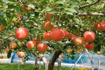 Choáng ngợp vương quốc trái cây siêu hiếm, ai nhìn cũng phát thèm