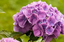 3 con giáp đón tin vui vào cuối năm 2023 