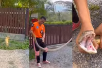 Điều xảy ra 3 giây sau khi thợ bắt rắn tiếp xúc hổ mang chúa 