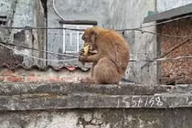 Video: Khỉ hoang “đại náo” phố cổ Hà Nội, leo đầu người... bắt chấy