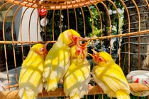 Tổ chim đột biến khiến đại gia chi gần nửa tỷ để sở hữu 