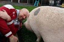 Ngỡ ngàng kiểu nuôi lợn như thú cưng của giới thừa tiền