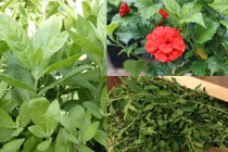 3 loại cây xưa làm bờ rào, giờ là đặc sản hút đại gia