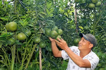 Trai miền Tây làm vườn cam sành bạc tỷ trên đất Lâm Đồng