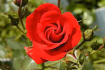 Người sinh vào 5 ngày Âm lịch này, tốt bụng lại khiêm nhường