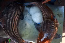 Cặp cá giá hơn nửa chỉ vàng/kg phục vụ đại gia HN