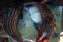 Cặp cá giá hơn nửa chỉ vàng/kg phục vụ đại gia HN