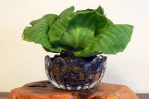 Mãn nhãn xem bắp cải lên chậu chơi Tết