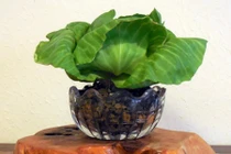 Mãn nhãn xem bắp cải lên chậu chơi Tết