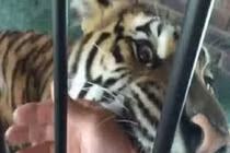 Báo đốm vượt cổng cao 3m, mò vào nhà dân bắt chó tha đi