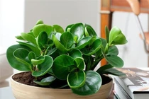 4 loại cây phong thuỷ “mời gọi” thần Tài, đặt ở đâu là tiền về ở đấy