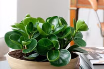 4 loại cây phong thuỷ “mời gọi” thần Tài, đặt ở đâu là tiền về ở đấy