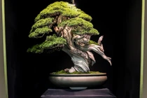 10 tác phẩm bonsai đắt nhất thế giới, có cây giá ngang biệt thự 