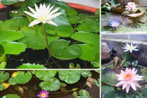 Khu vườn 200 giỏ hoa rực rỡ khiến khách đến không muốn về