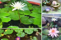 Khu vườn 200 giỏ hoa rực rỡ khiến khách đến không muốn về