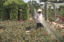 Vườn cảnh 70 tỷ của lão nông Đồng Tháp 