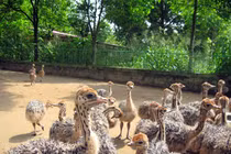 Những “cô nàng” chân dài giúp ông chủ kiếm bộn tiền 