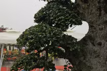 Cây duối cổ đẹp “tuyệt đỉnh”, đại gia chi 10 tỷ vẫn không mua được