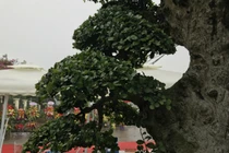 Cây duối cổ đẹp “tuyệt đỉnh”, đại gia chi 10 tỷ vẫn không mua được