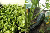 3 vườn rau xanh mướt của ông bố Việt ở nước ngoài
