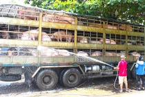 Trung Quốc chưa đồng ý mở cửa cho thịt lợn Việt Nam 