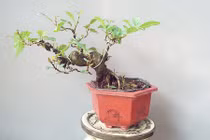 Mê mẩn sung bonsai mini đẹp say lòng