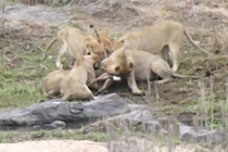 Bầy sư tử đói xé xác linh dương cực kỳ dã man 