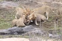 Bầy sư tử đói xé xác linh dương cực kỳ dã man 