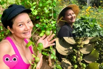 Khu vườn nghìn m2 ngập rau, quả của diễn viên Kiều Trinh 