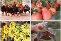 Gà 9 cựa, cá Anh Vũ giá “trên trời” ... vẫn được săn lùng làm quà Tết