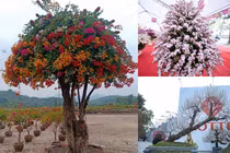 Đã mắt ngắm cây cảnh trăm triệu xuống phố chờ đại gia chơi Tết 2022