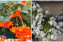 6 loài hoa mùa thu trồng ban công khiến ai cũng mê
