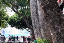 Tiếc ngẩn ngơ hàng dầu cổ thụ sắp bị chặt bỏ ở TP HCM