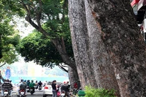 Tiếc ngẩn ngơ hàng dầu cổ thụ sắp bị chặt bỏ ở TP HCM