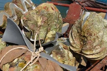 Cận cảnh sò khủng 50 triệu/con người dân lén khai thác