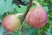 Cận cảnh sung Mỹ siêu khủng, siêu đắt gây sốt thị trường 