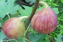 Cận cảnh sung Mỹ siêu khủng, siêu đắt gây sốt thị trường 