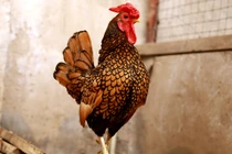 Giống gà “đẹp như vẽ” giá tiền triệu, nhà giàu xếp hàng mua 