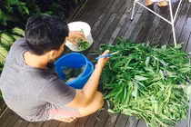 Học cách trồng rau muống lên ầm ầm của vợ chồng Lý Hải - Minh Hà 