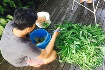 Học cách trồng rau muống lên ầm ầm của vợ chồng Lý Hải - Minh Hà 