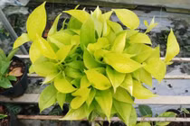 3 cây cảnh như “nam châm hút tiền” trong năm mới, giá từ 50.000 đồng hút khách