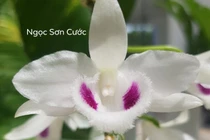 Nghi vấn quanh vụ mua bán lan var Ngọc Sơn Cước 250 tỷ ở Quảng Ninh