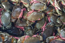 Hải sản tăng giá chóng mặt sau Tết: cua biển gần 1 triệu đồng/kg