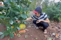 Khu vườn nghìn m2 trồng cây, nuôi gà của Hoài Linh ở Đồng Nai